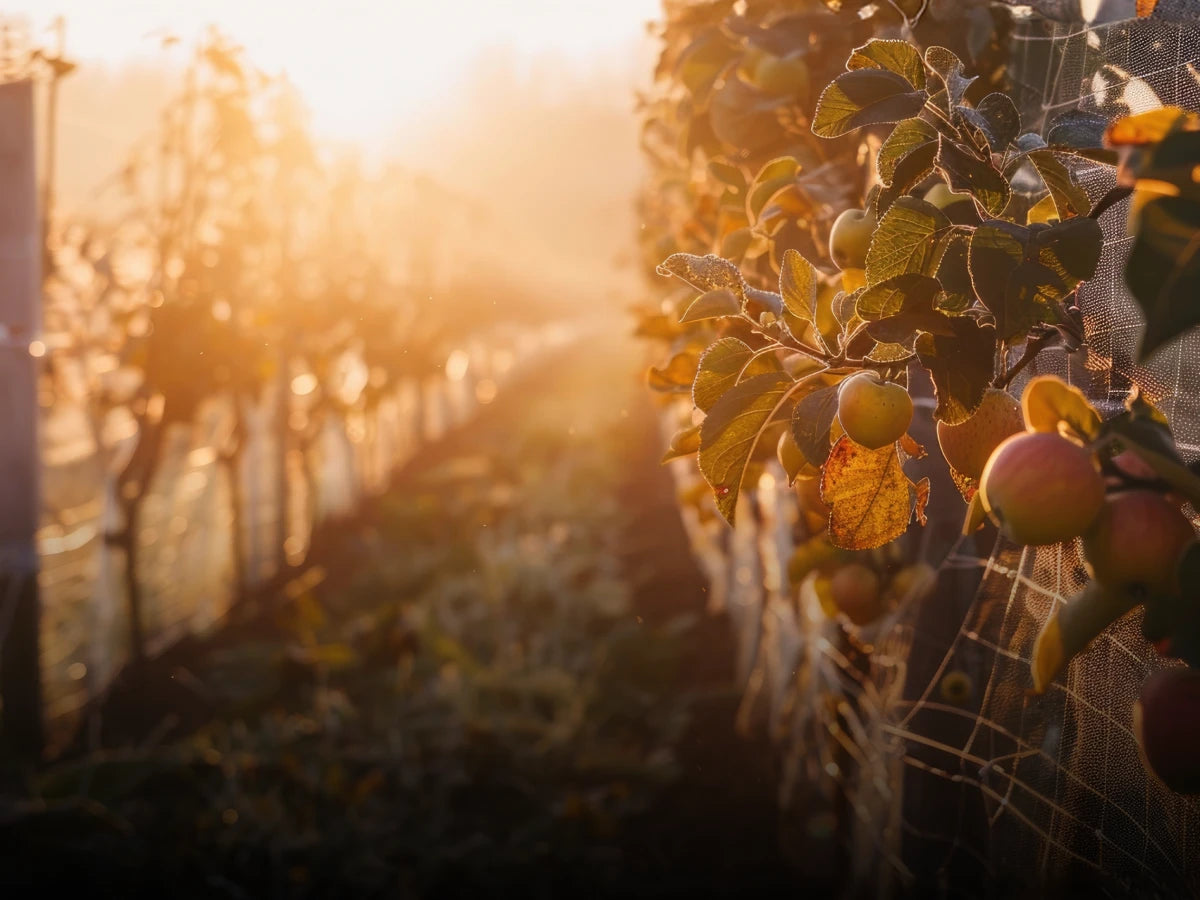 Obstfeld im Herbst