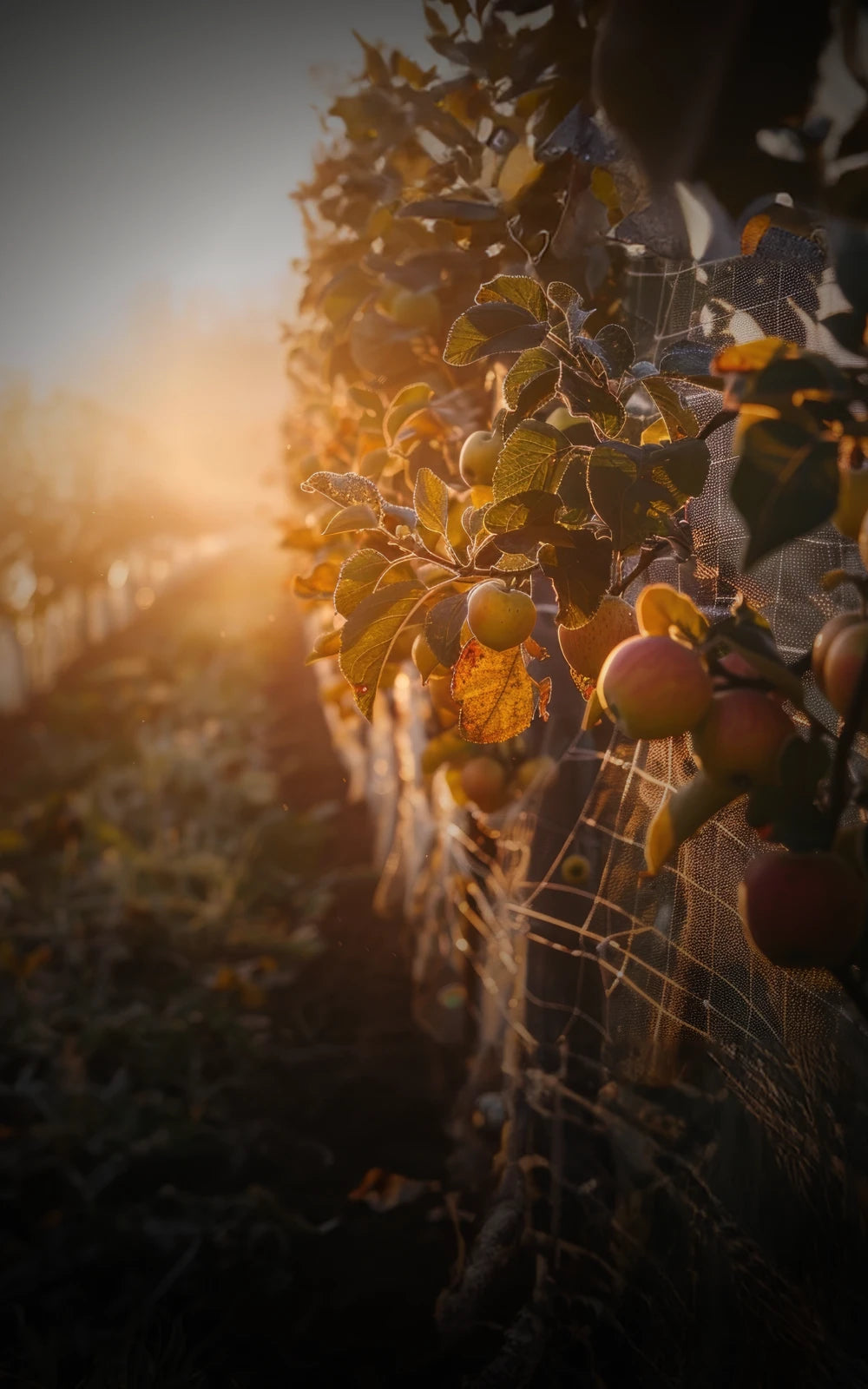 Obstfeld im Herbst